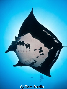 Manta Ray and diver
San Benedicto, Mexico by Tom Radio 